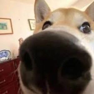 Meet your Posher, Kerry